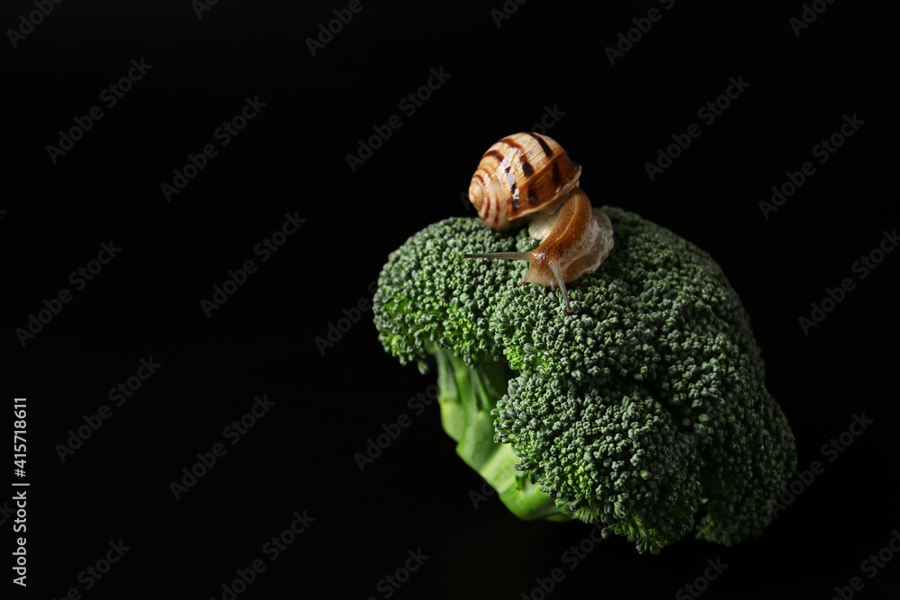 Snail and broccoli on dark background