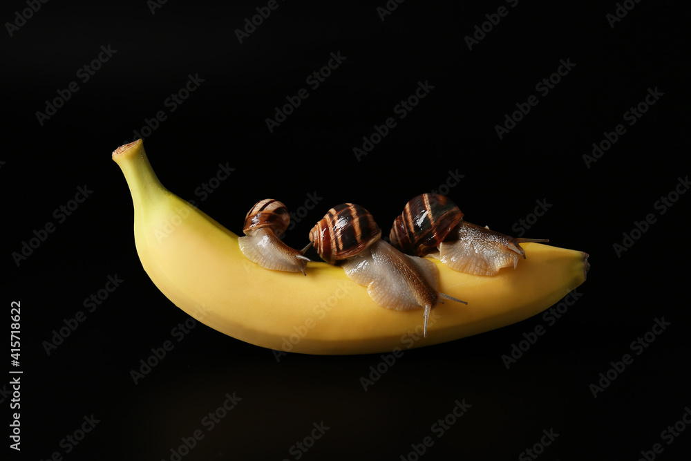 Snails and banana on dark background