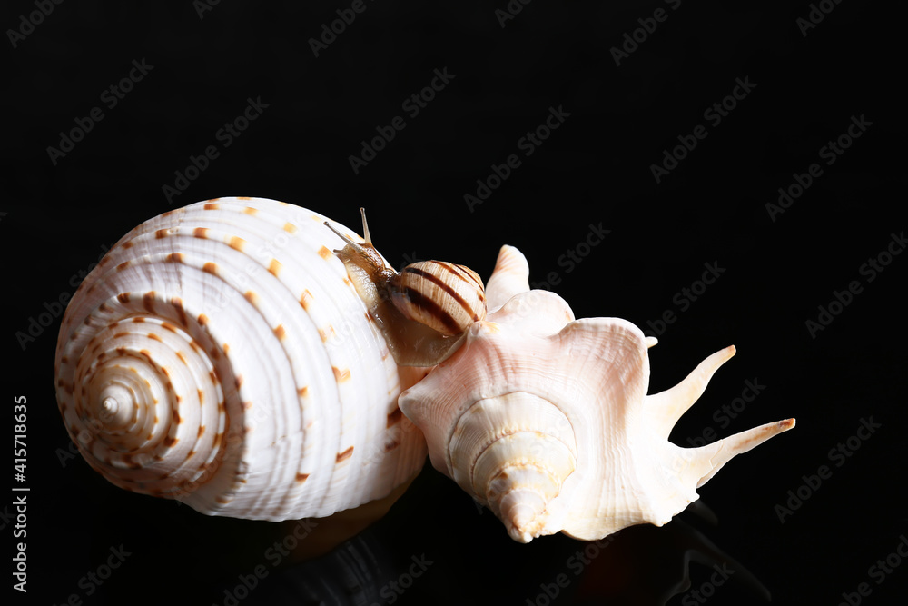 Snail and sea shells on dark background