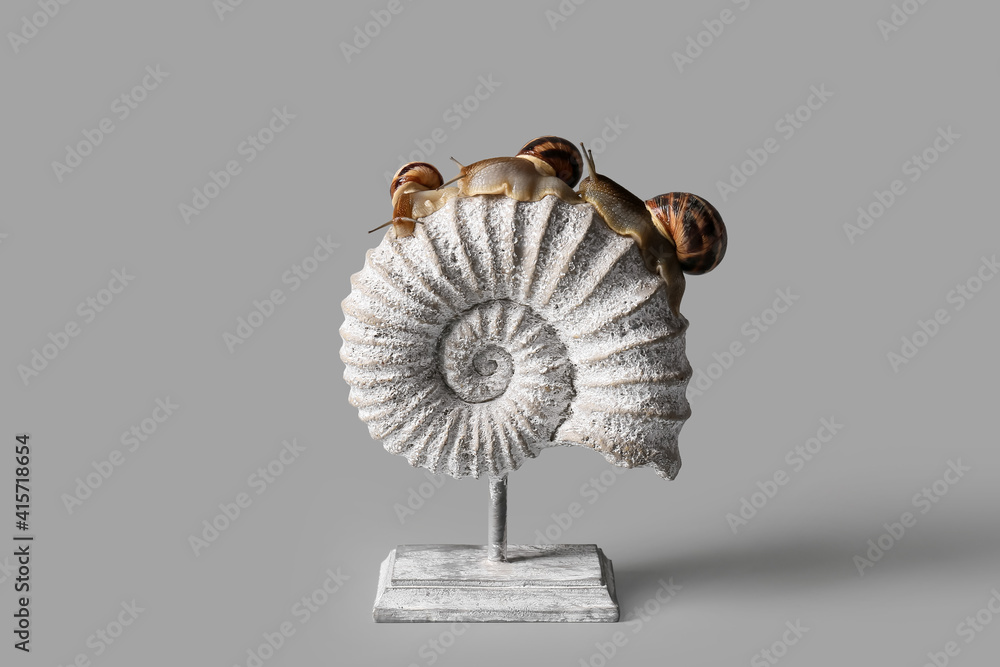 Snails and decor on grey background