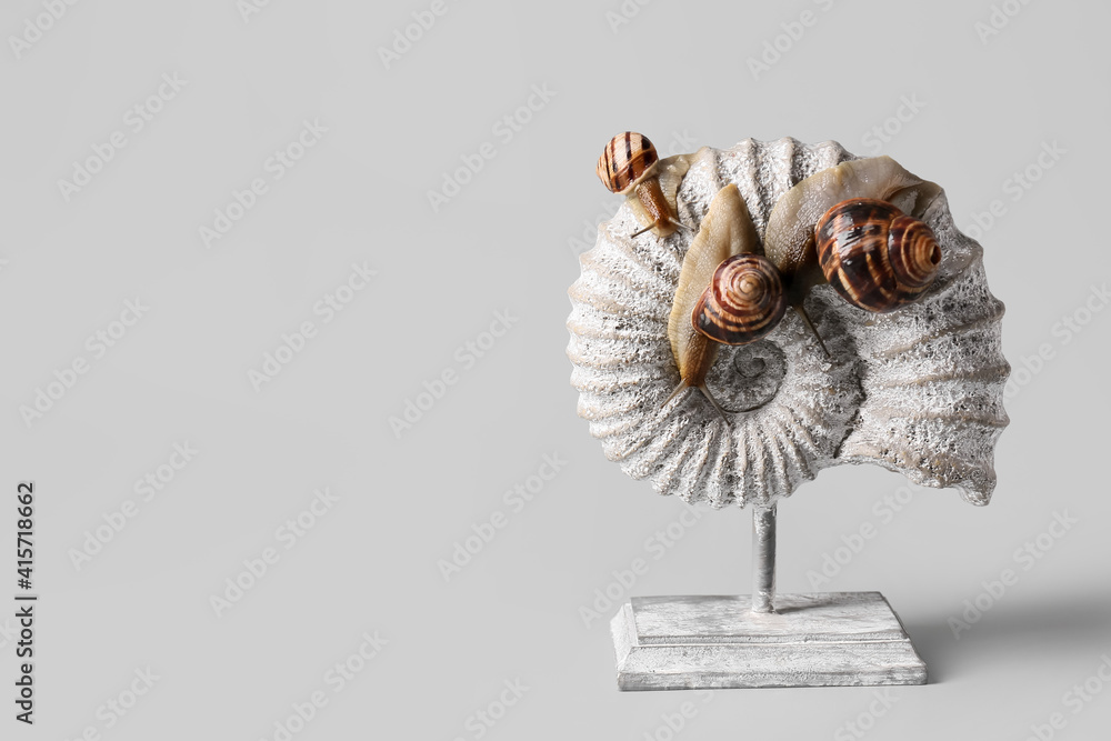 Snails and decor on grey background