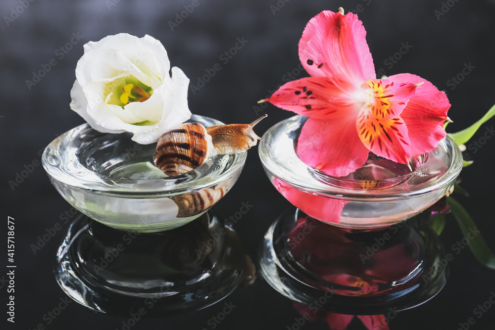 Snail, glass bowls and flowers on dark background