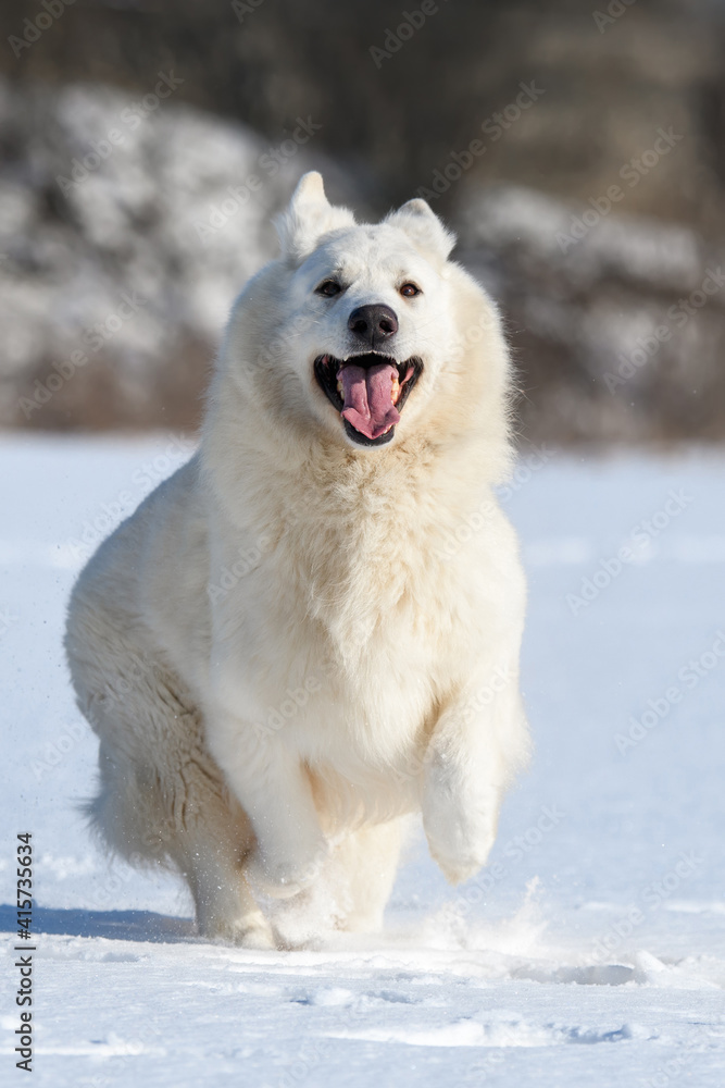 白色瑞士牧羊犬在雪地上奔跑