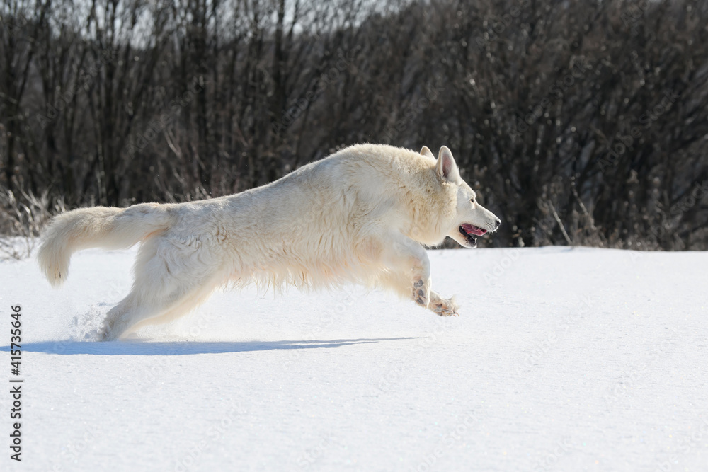 白色瑞士牧羊犬在雪地上奔跑