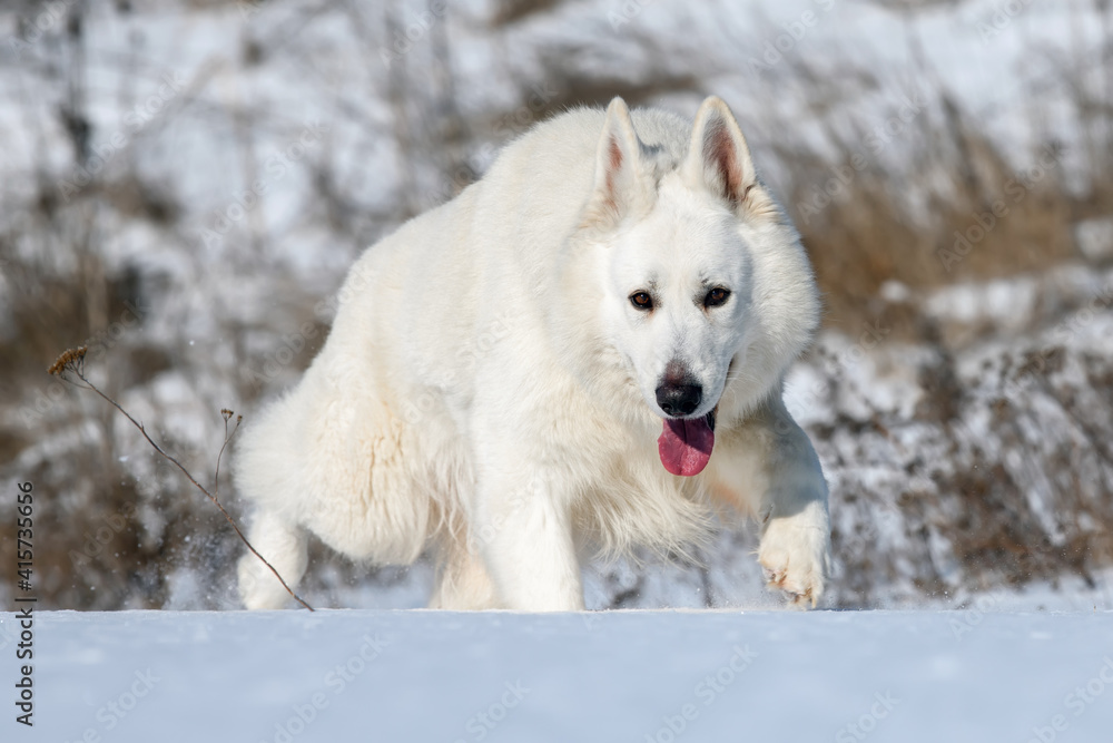 White Swiss Shepherd dog running on snow