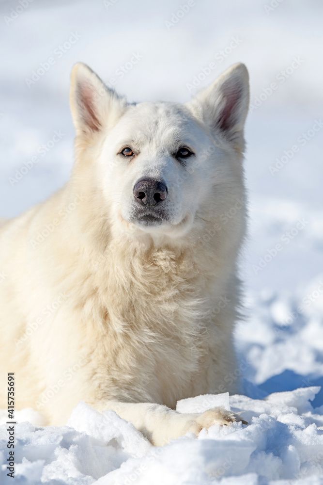 白色瑞士牧羊犬在雪地上奔跑