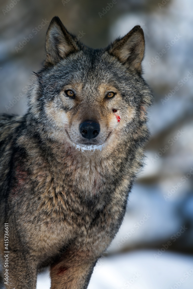 Gray wolf, Canis lupus, portrait in the winter forest