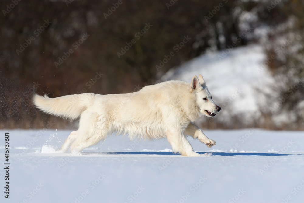 雪地上奔跑的白色瑞士牧羊犬