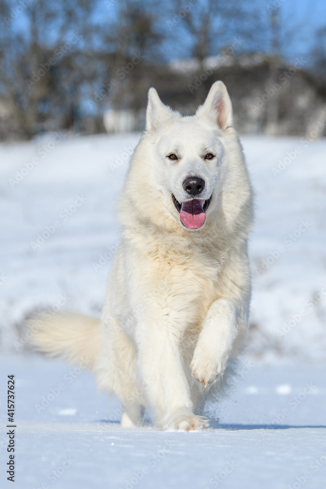 White Swiss Shepherd dog running on snow