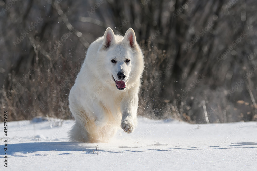 雪地上奔跑的白色瑞士牧羊犬