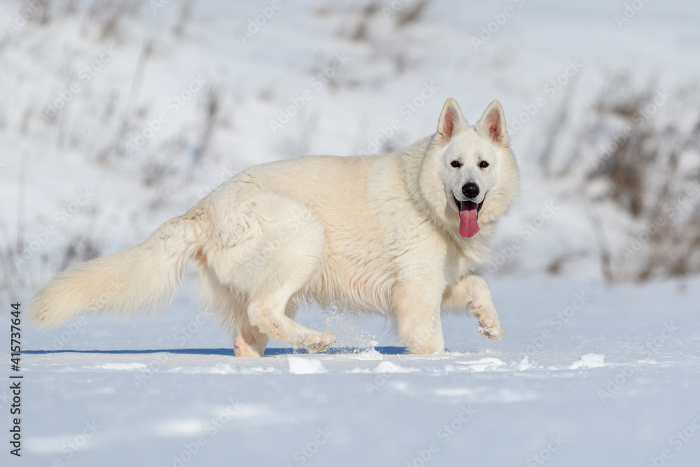 雪地上奔跑的白色瑞士牧羊犬