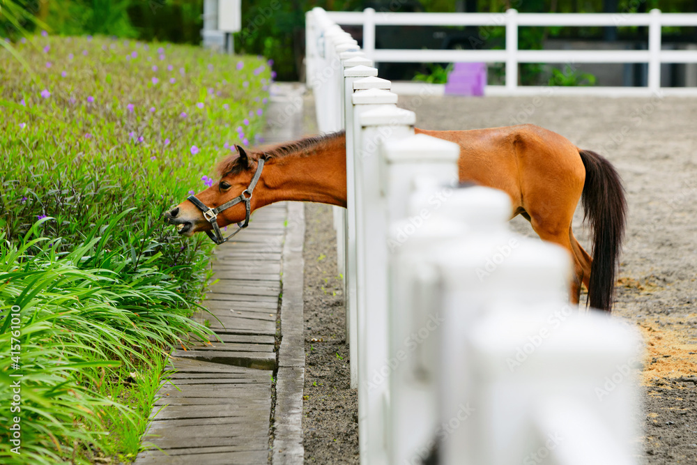 Young brown color horse have fun, reaching through fence for eating flowers from green flowerbed. Do