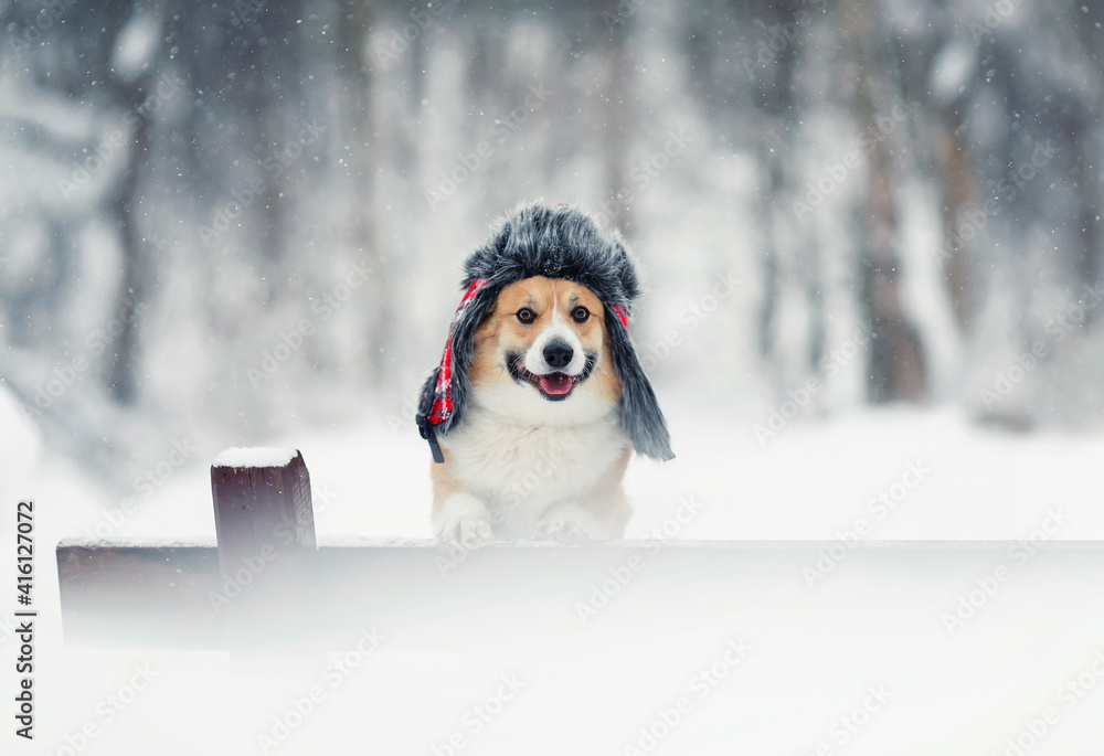 有趣的是，一只柯基犬站在冬季雪地公园里，戴着温暖的帽子，在长椅上戴着耳罩，面带微笑。