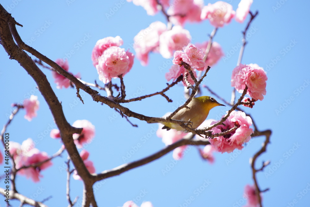 公園で咲き乱れる梅とメジロ