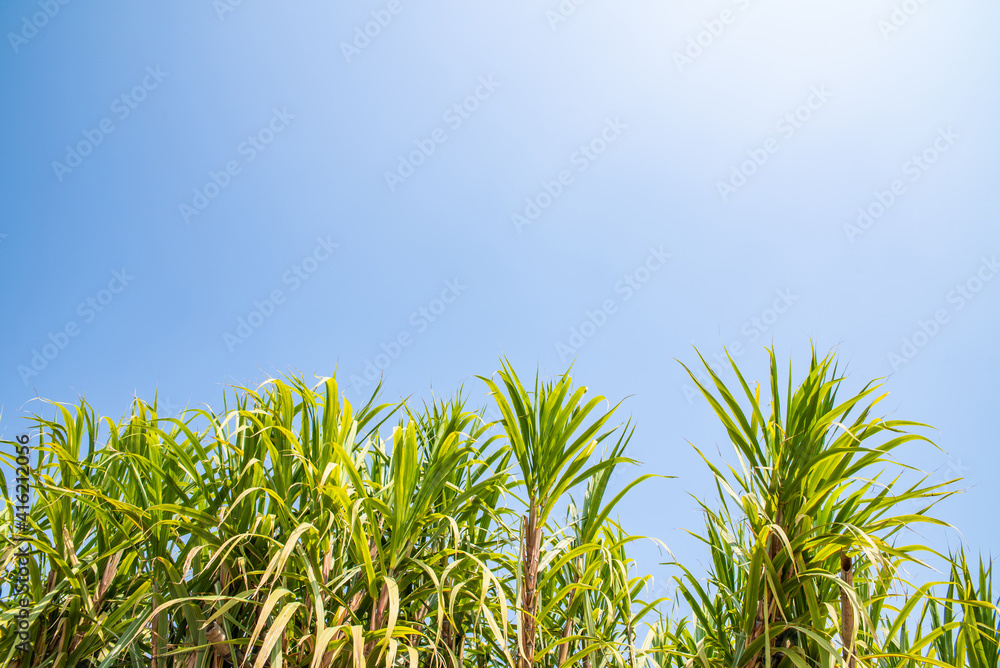 A sugarcane forest under the blue sky