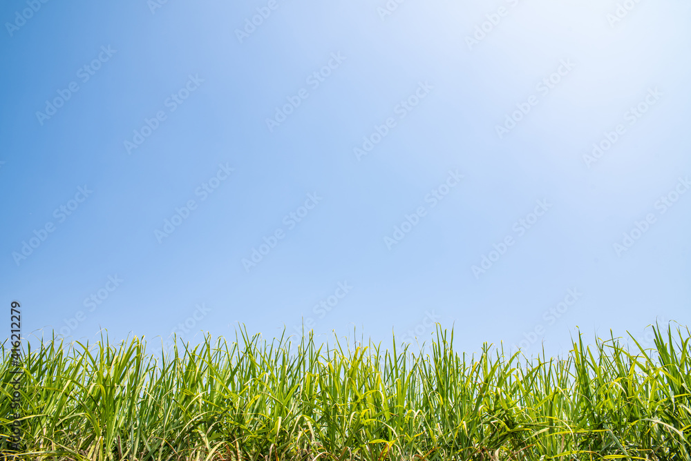 A sugarcane forest under the blue sky