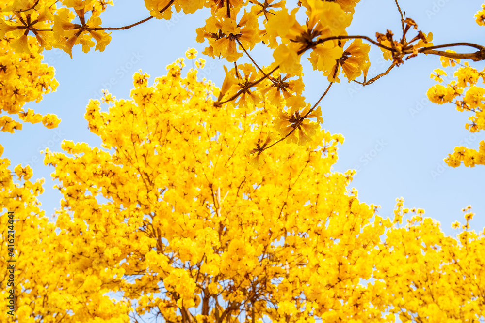 Yellow flower campanula blooming in spring