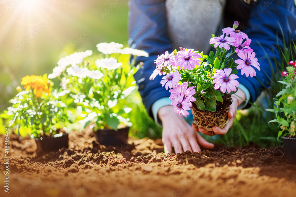 妇女双手将幼苗花朵放入黑土中