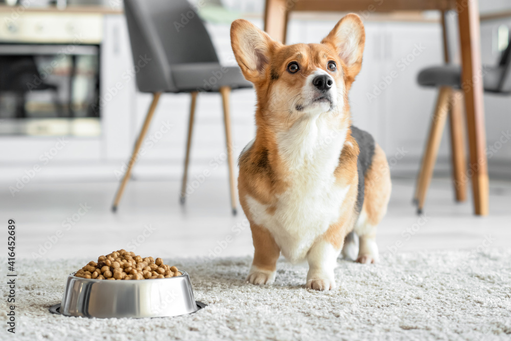 Cute dog near bowl with dry food at home