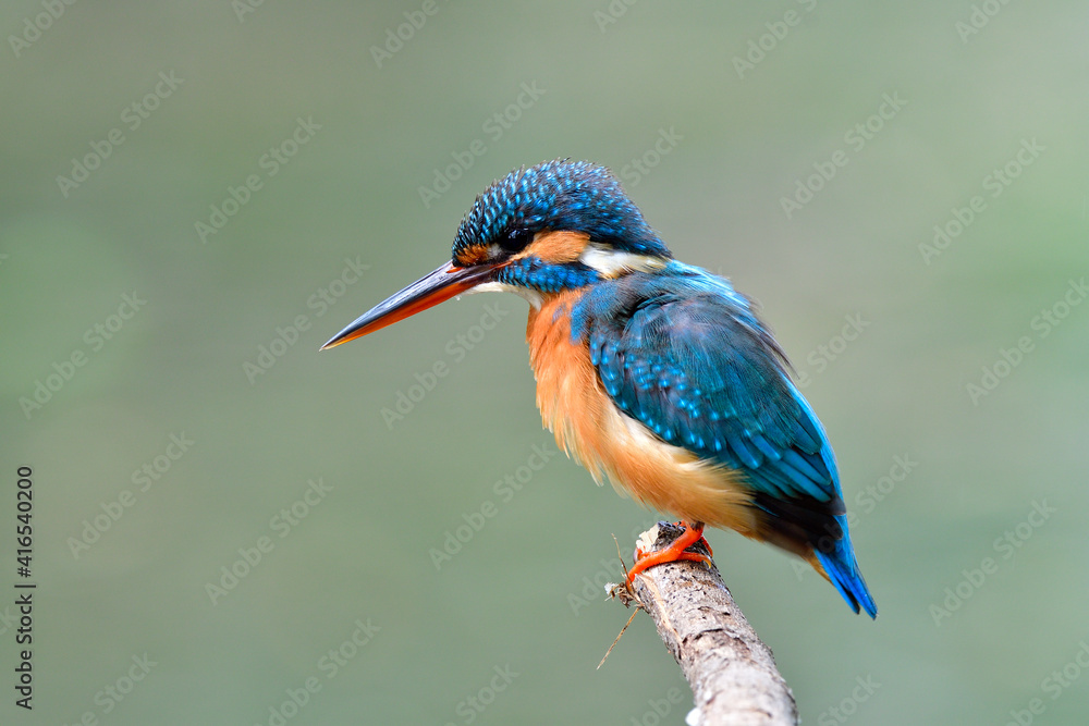 普通翠鸟的雌性（Alcedo atthis）在参观期间喜欢在小溪中潜水