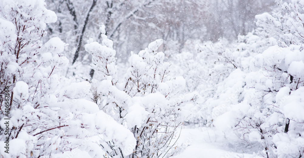 冬季森林中白雪覆盖的树木和灌木丛。背景是白雪覆盖的树和大雪。