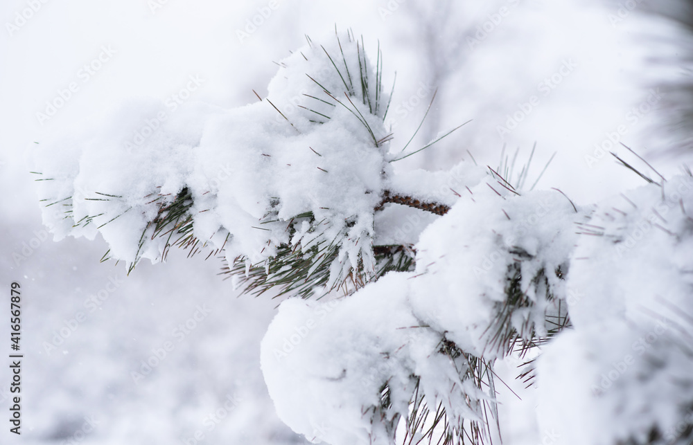 冬季雪林景观。背景是森林背景上的雪杉枝。