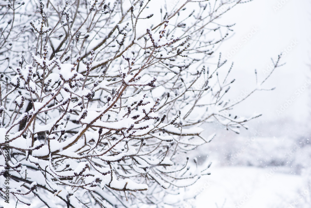 冬季雪林景观。森林背景上有雪枝的背景。