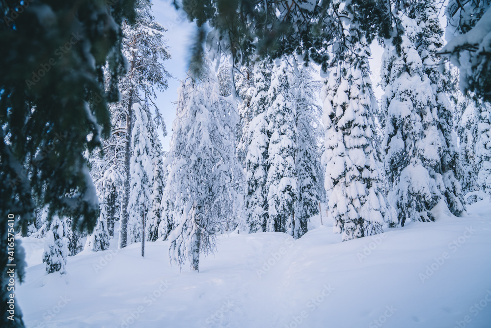 Winter Christmas idyllic landscape. White trees in forest covered with snow, snowdrifts against suns