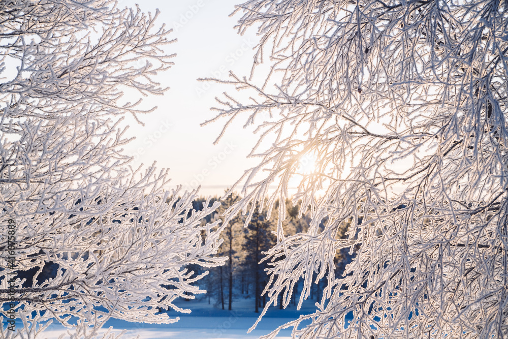 Sunrise or sunset through sparkling snow and rime ice on the branches of trees. Beautiful winter bac