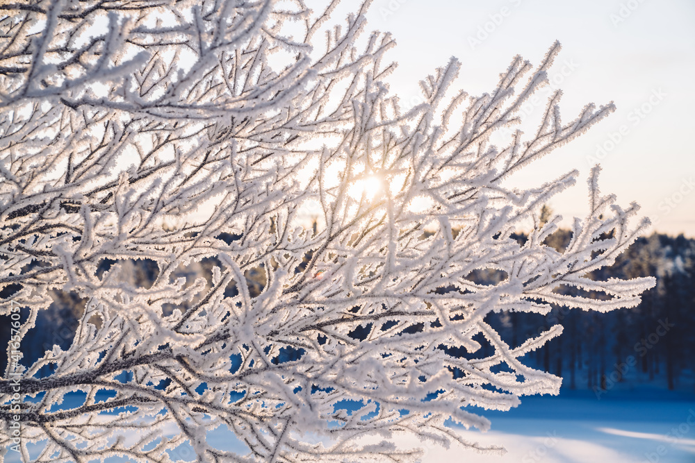 Sunrise or sunset through sparkling snow and rime ice on the branches of trees. Beautiful winter bac