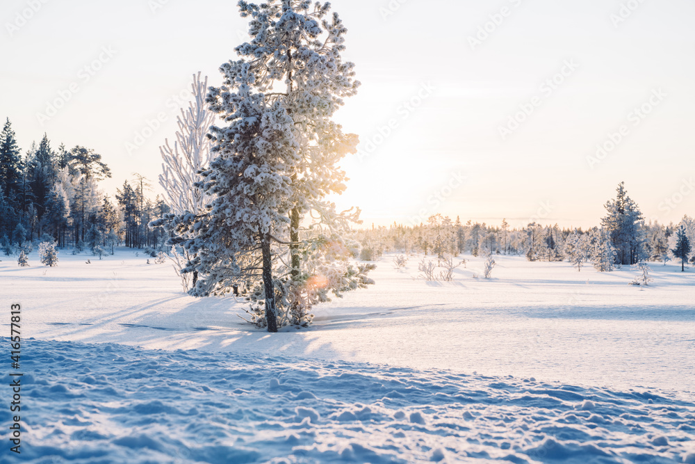 雪域森林中令人惊叹的霜冻冬季景观。树木之间的树林中的夕阳在冬天的阳光下摇曳。