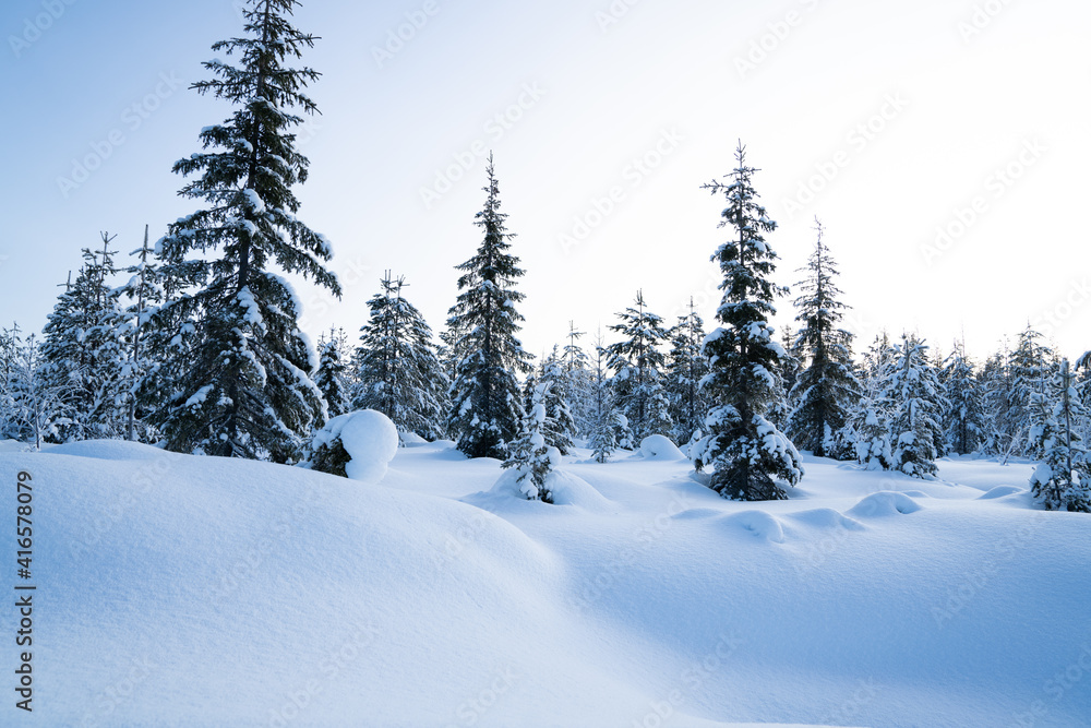 冬季神奇的景观。阳光明媚的早晨，雪林中结满了霜的树木。宁静的冬季自然