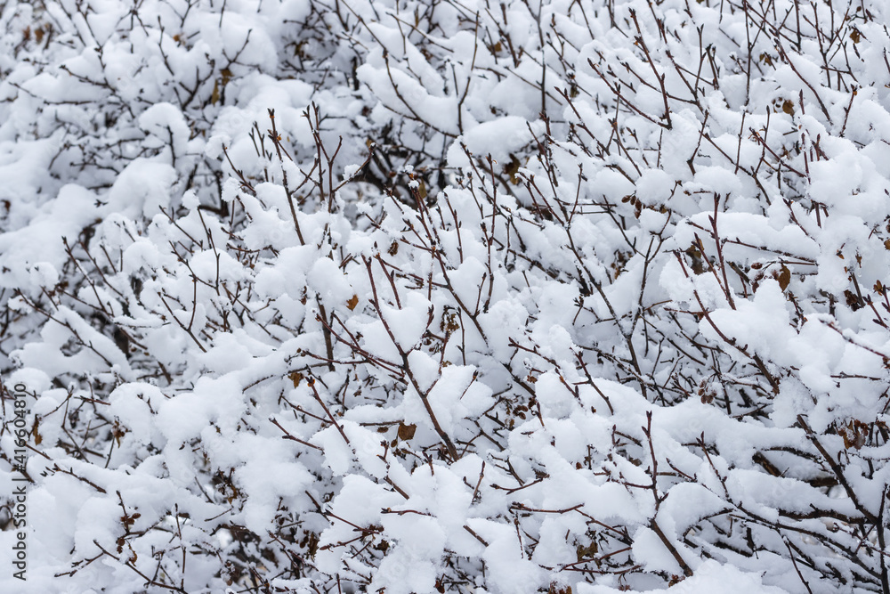 降雪后树枝和灌木丛上的雪。美丽的冬季背景与雪cov