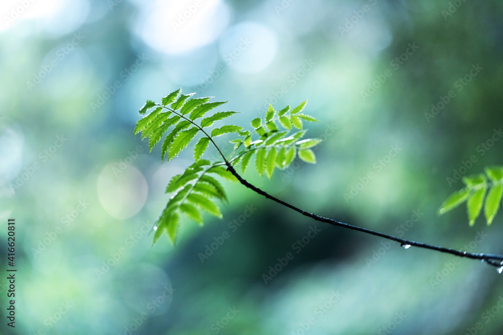 Closeup nature view of green leafs on spring twigs on blurred background in forest. Copyspace make u