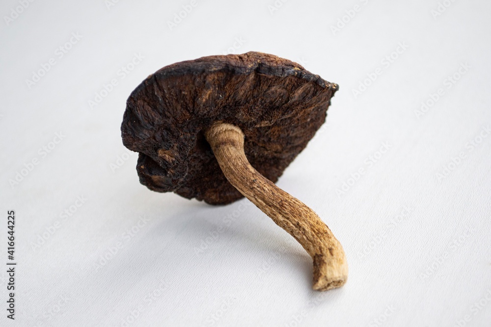 Forest dried mushroom on a light background