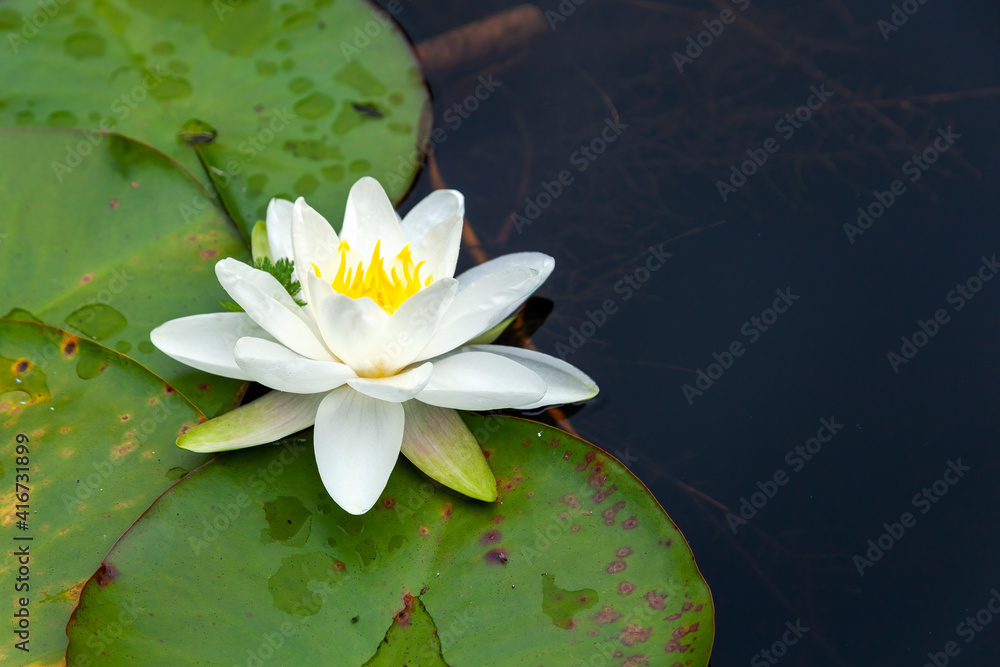 睡莲是一种夏季开花植物，从6月到9月有白色的夏季花，并且很常见