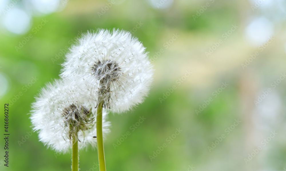 绿色模糊背景下白色蒲公英和种子的特写，复制空间