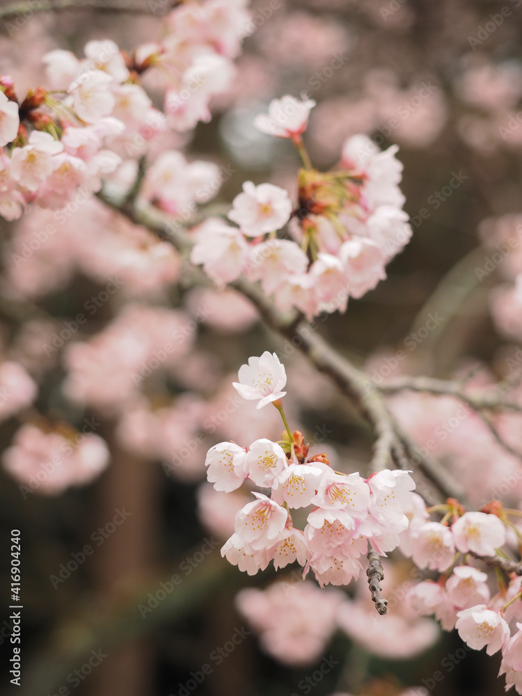 ピンク色の桜のグローズアップ