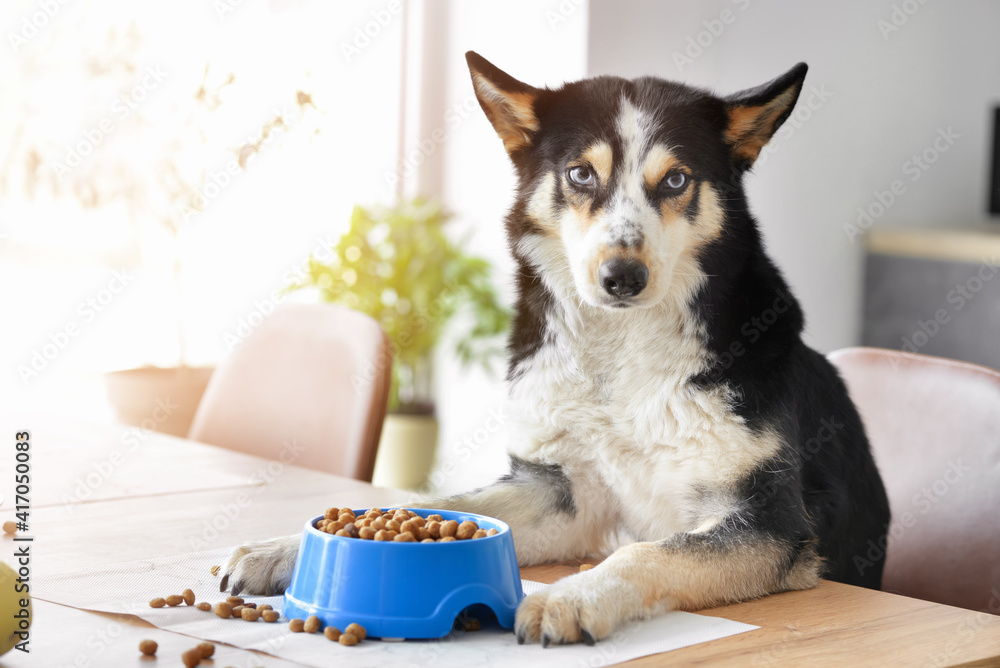 Cute funny dog at table in kitchen