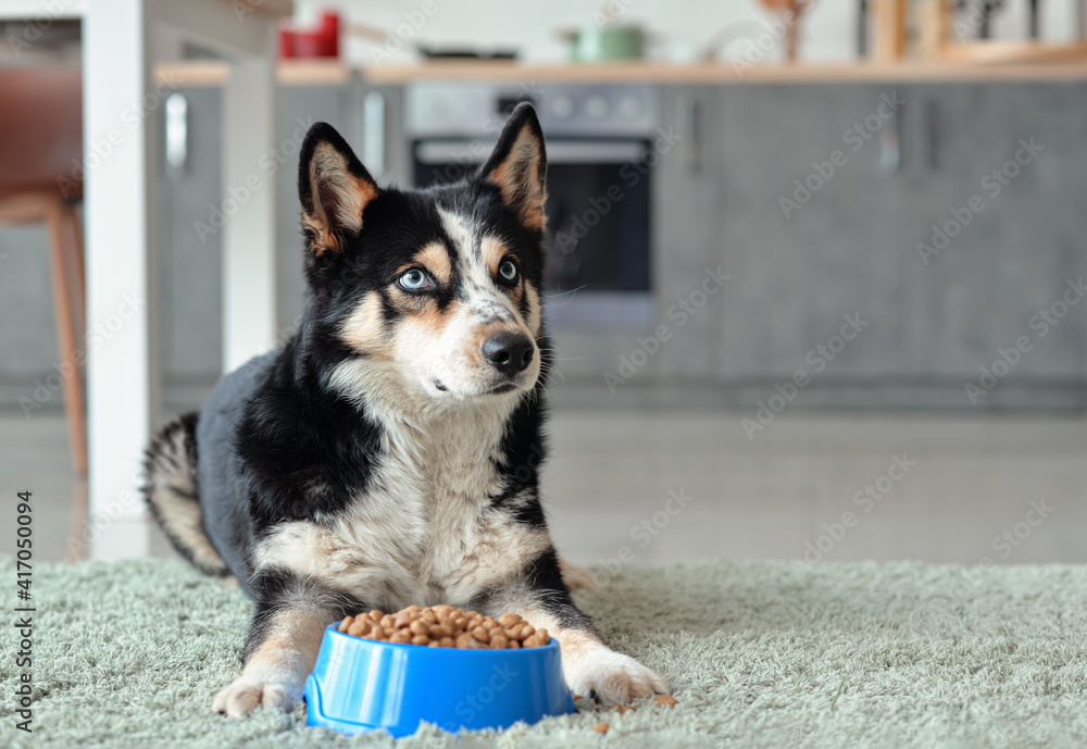 Cute dog near bowl with dry food at home