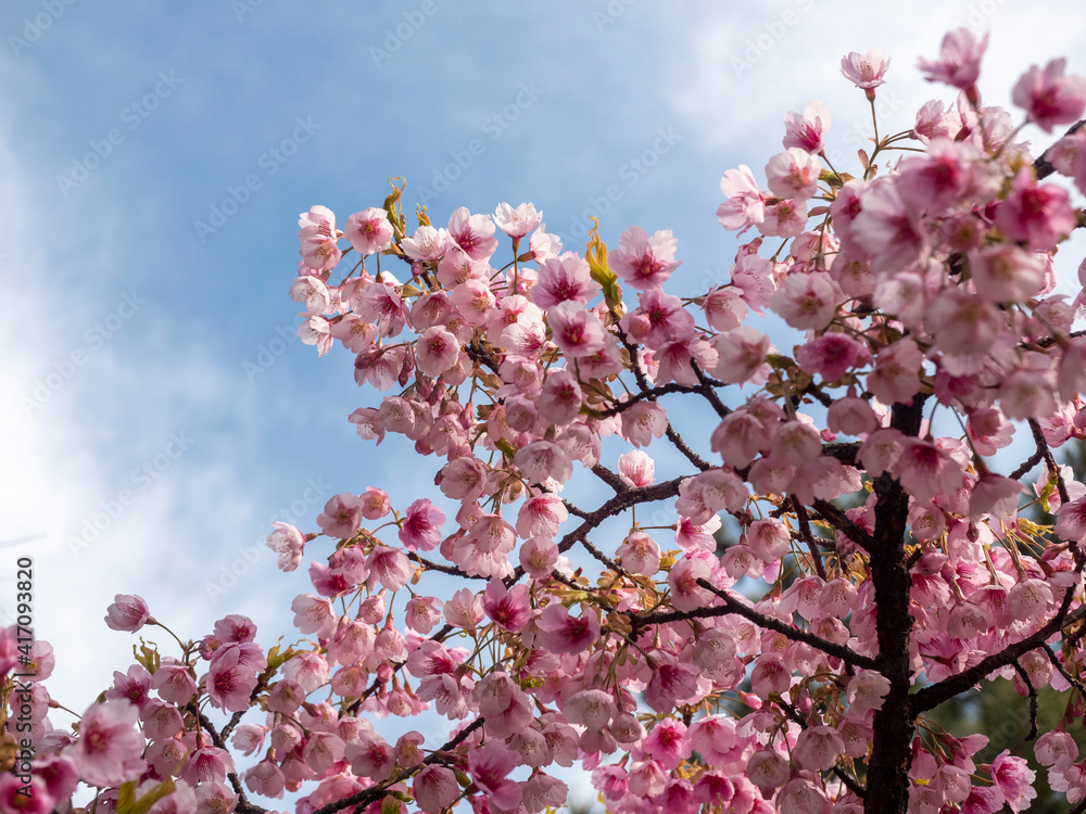 公園に咲く早咲きの綺麗な桜の花