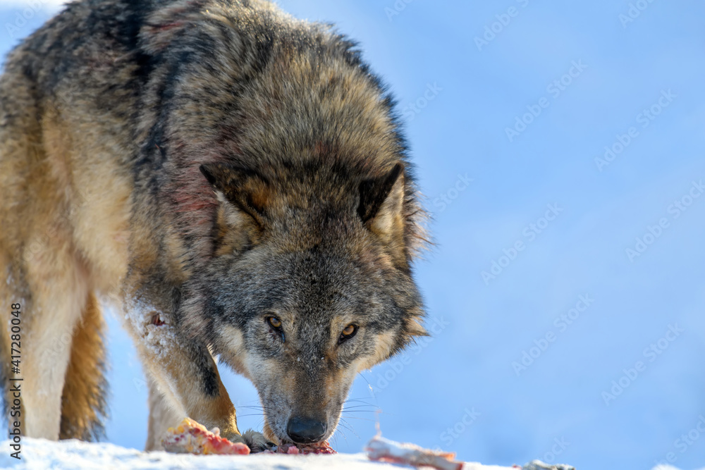 灰狼，犬类狼疮，在冬季森林里吃肉。