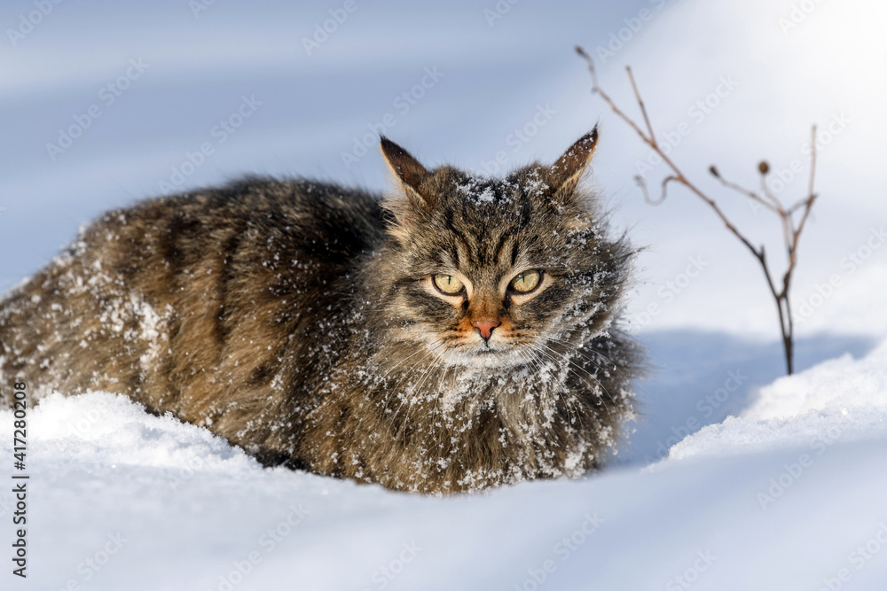 冬天雪地里的猫