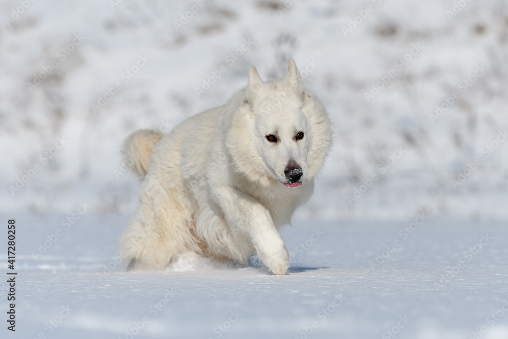 雪地上奔跑的白色瑞士牧羊犬