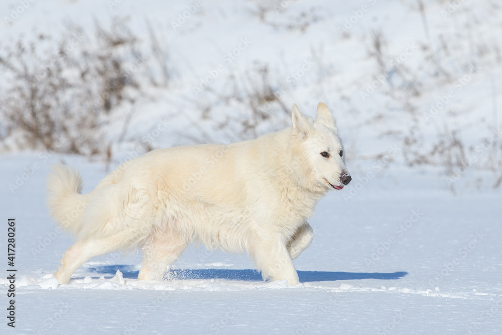 雪地上奔跑的白色瑞士牧羊犬