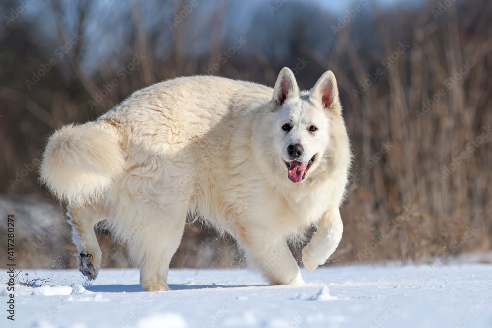 雪地上奔跑的白色瑞士牧羊犬