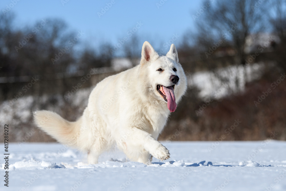 雪地上奔跑的白色瑞士牧羊犬