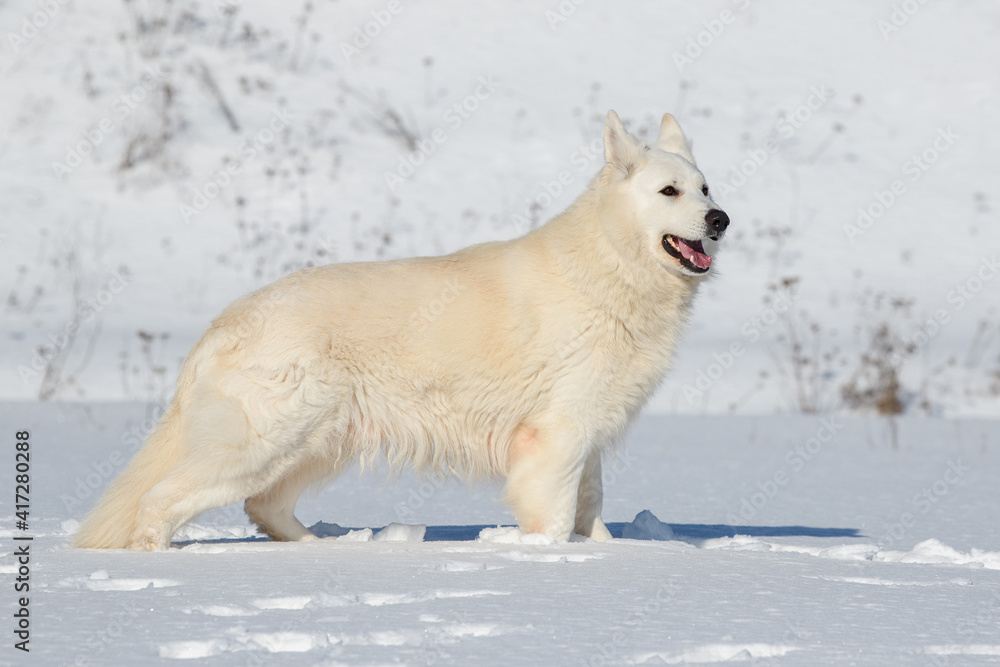 白色瑞士牧羊犬在雪地上奔跑