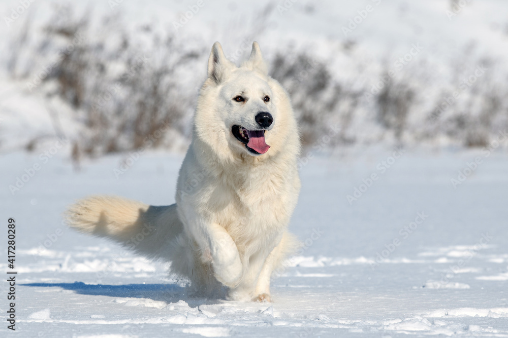 白色瑞士牧羊犬在雪地上奔跑