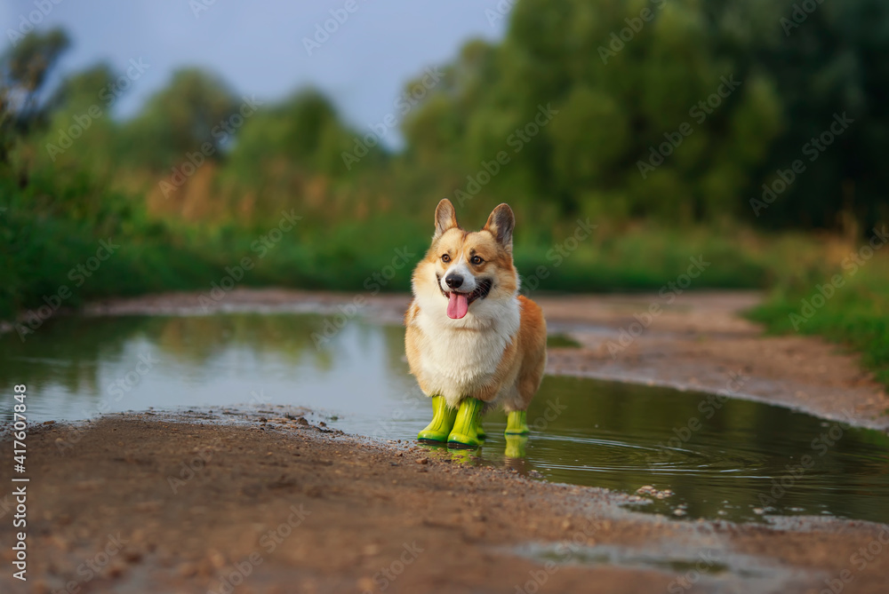 一场春雨后，两只爪子都穿着橡胶靴的可爱柯基犬站在公园的水坑里